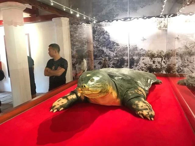 A-specimen-of-a-giant-hoan-kiem-turtle-weighing-nearly-200kg-is-on-display-inside-ngoc-son-temple